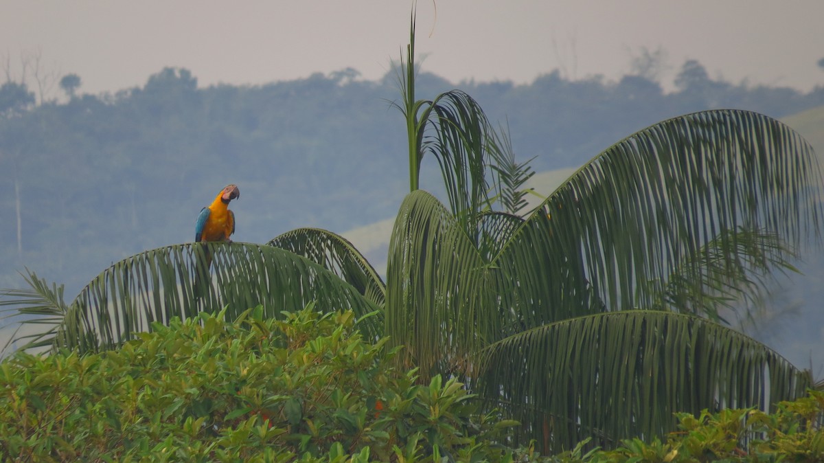 Blue-and-yellow Macaw - Jorge Muñoz García   CAQUETA BIRDING