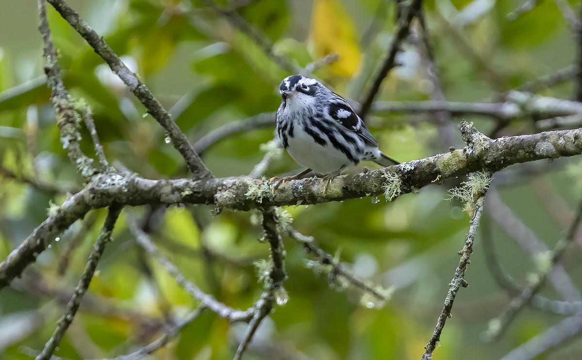 Black-and-white Warbler - ML491944841