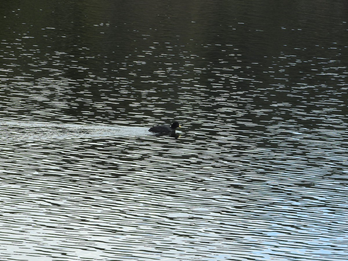 coot sp. - ML491947001