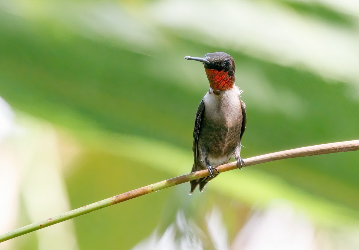 Ruby-throated Hummingbird - ML491950771