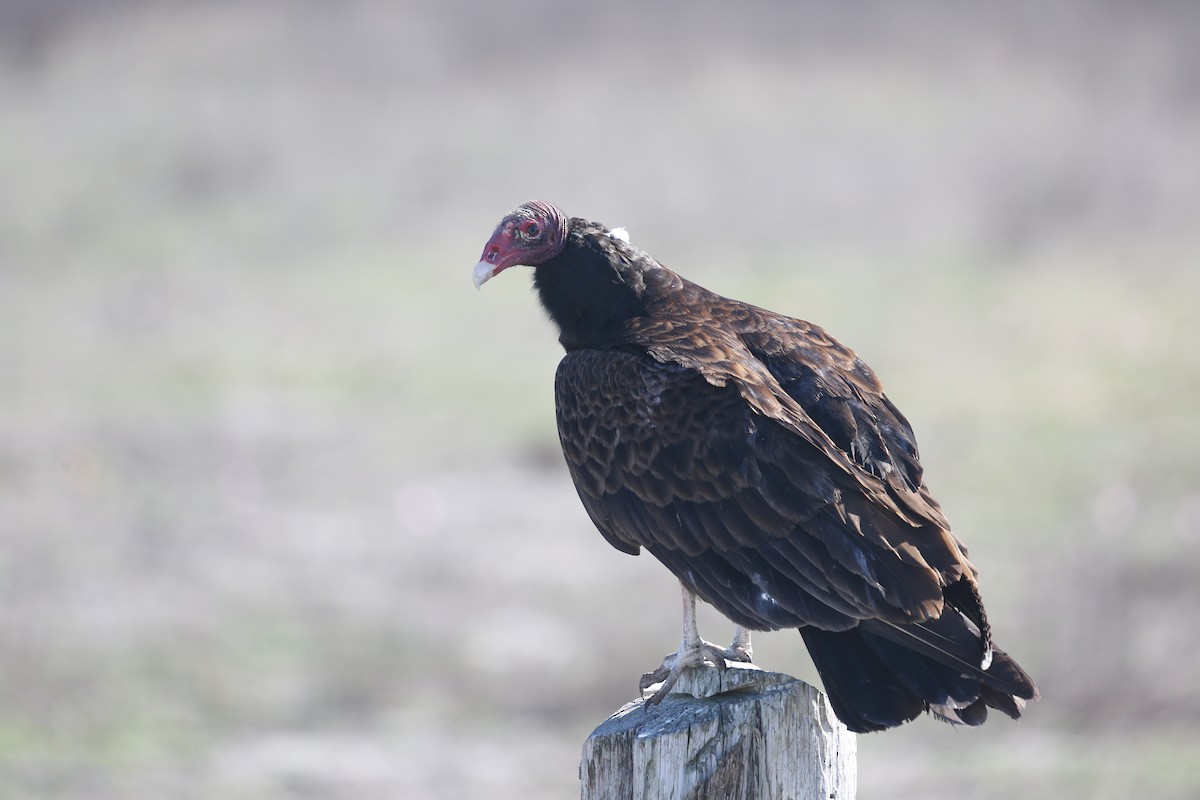 Turkey Vulture - Andrew Orgill