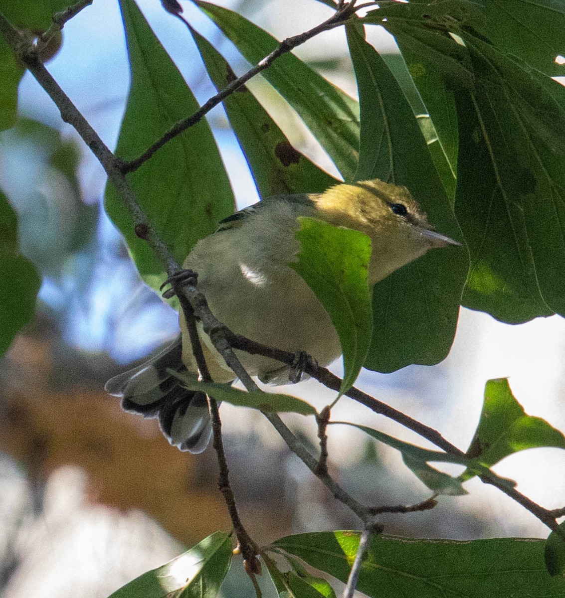 Bay-breasted Warbler - ML491954261