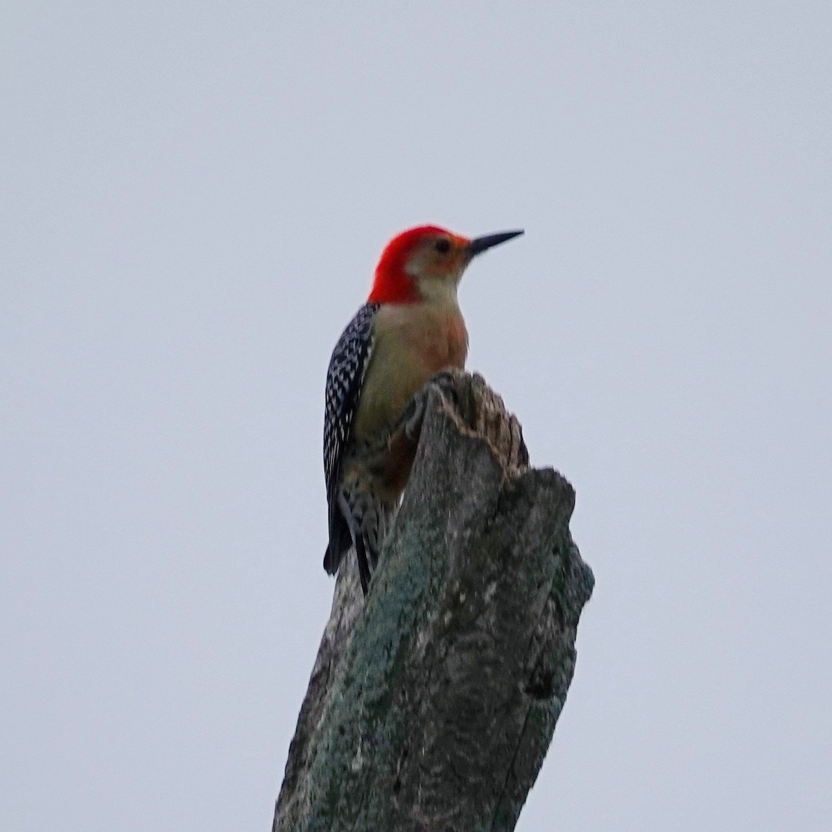 Red-bellied Woodpecker - ML491954671