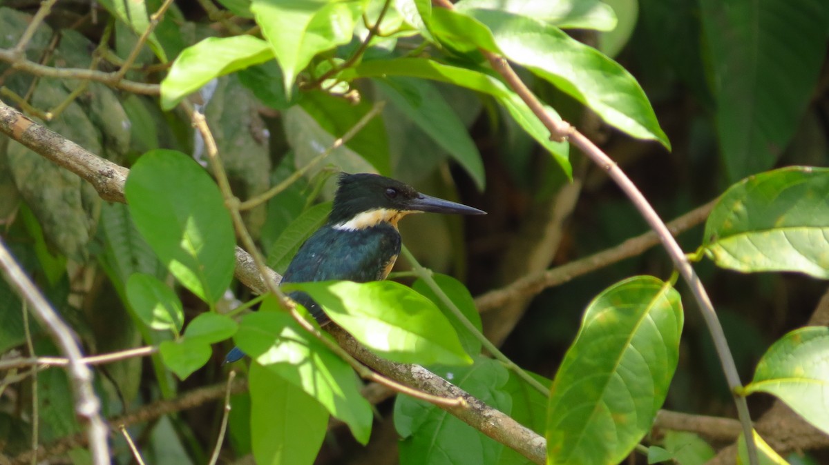 Amazon Kingfisher - Jorge Muñoz García   CAQUETA BIRDING