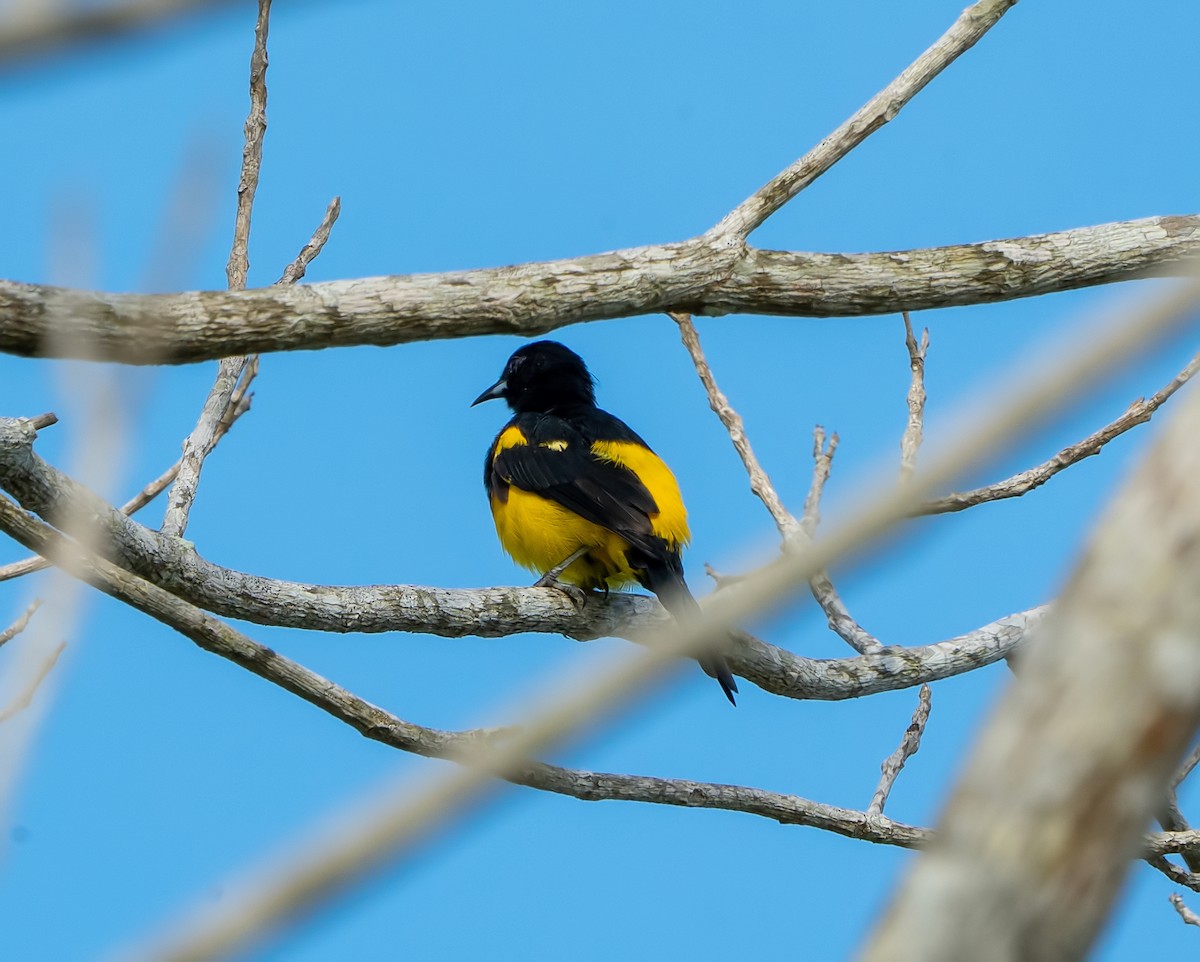 Black-cowled Oriole - Tim Wright