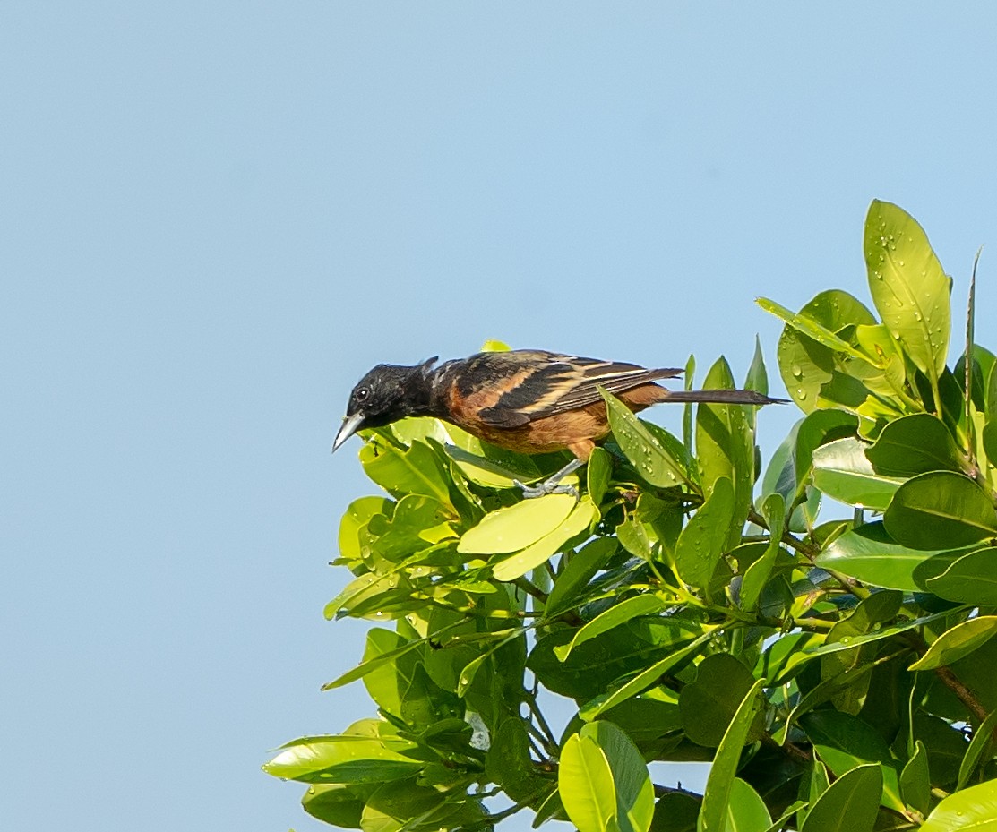 Orchard Oriole - Tim Wright
