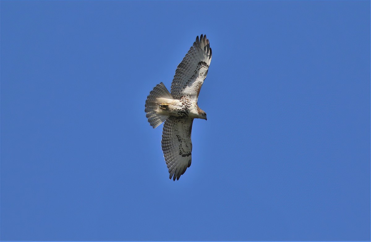 Red-tailed Hawk - ML491960981