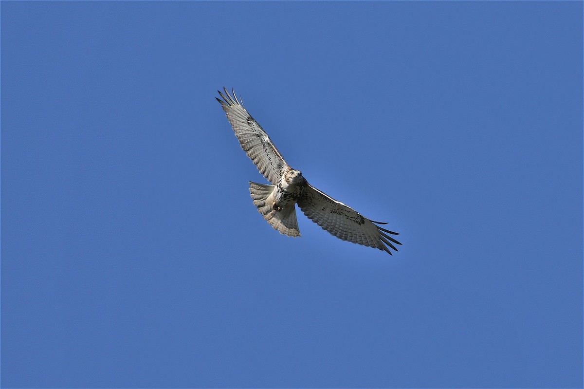Red-tailed Hawk - ML491960991