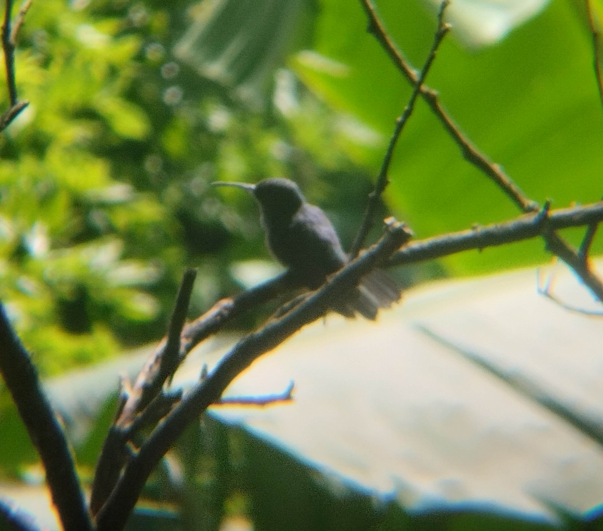 kolibřík modrobradý - ML491966281