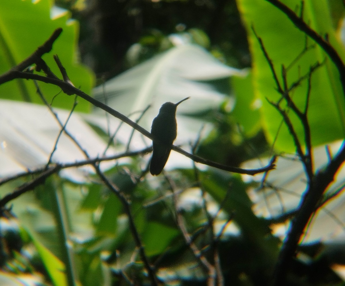 kolibřík modrobradý - ML491966291