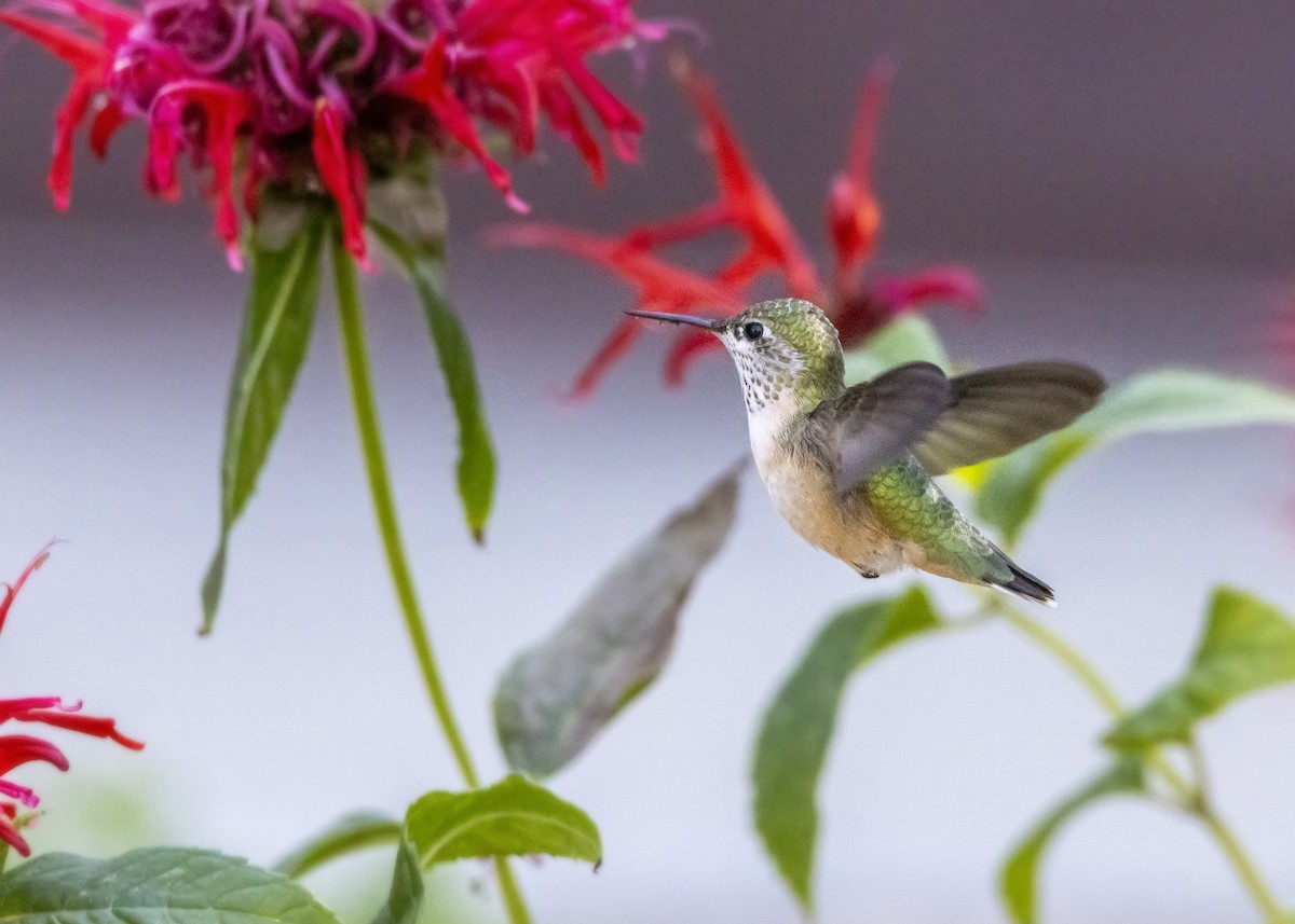Calliope Hummingbird - ML491967431