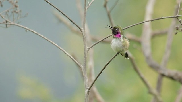 Bumblebee Hummingbird - ML491967841