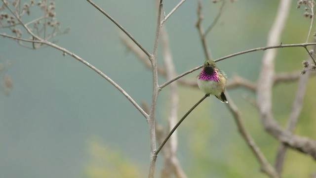 Bumblebee Hummingbird - ML491968781