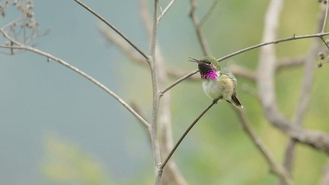 Bumblebee Hummingbird - ML491970911