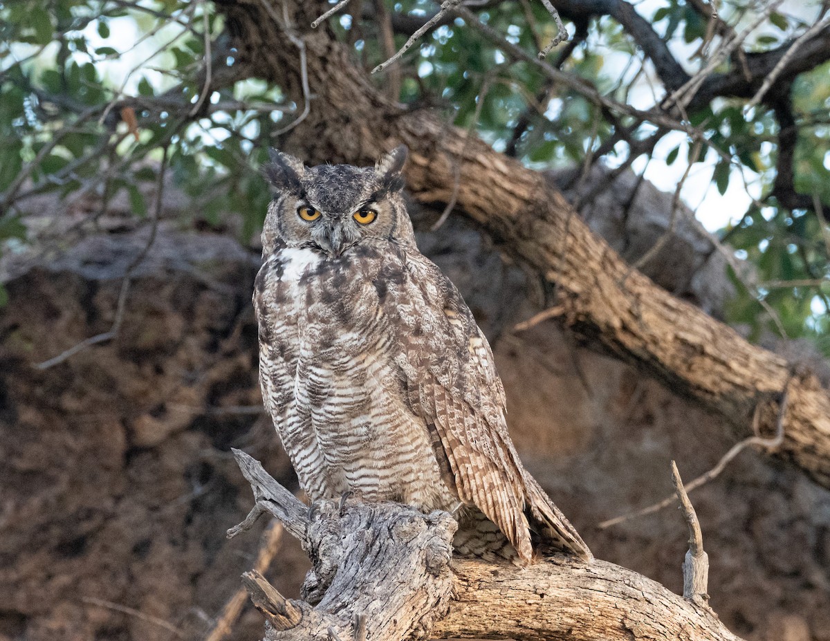 Great Horned Owl - ML491976781