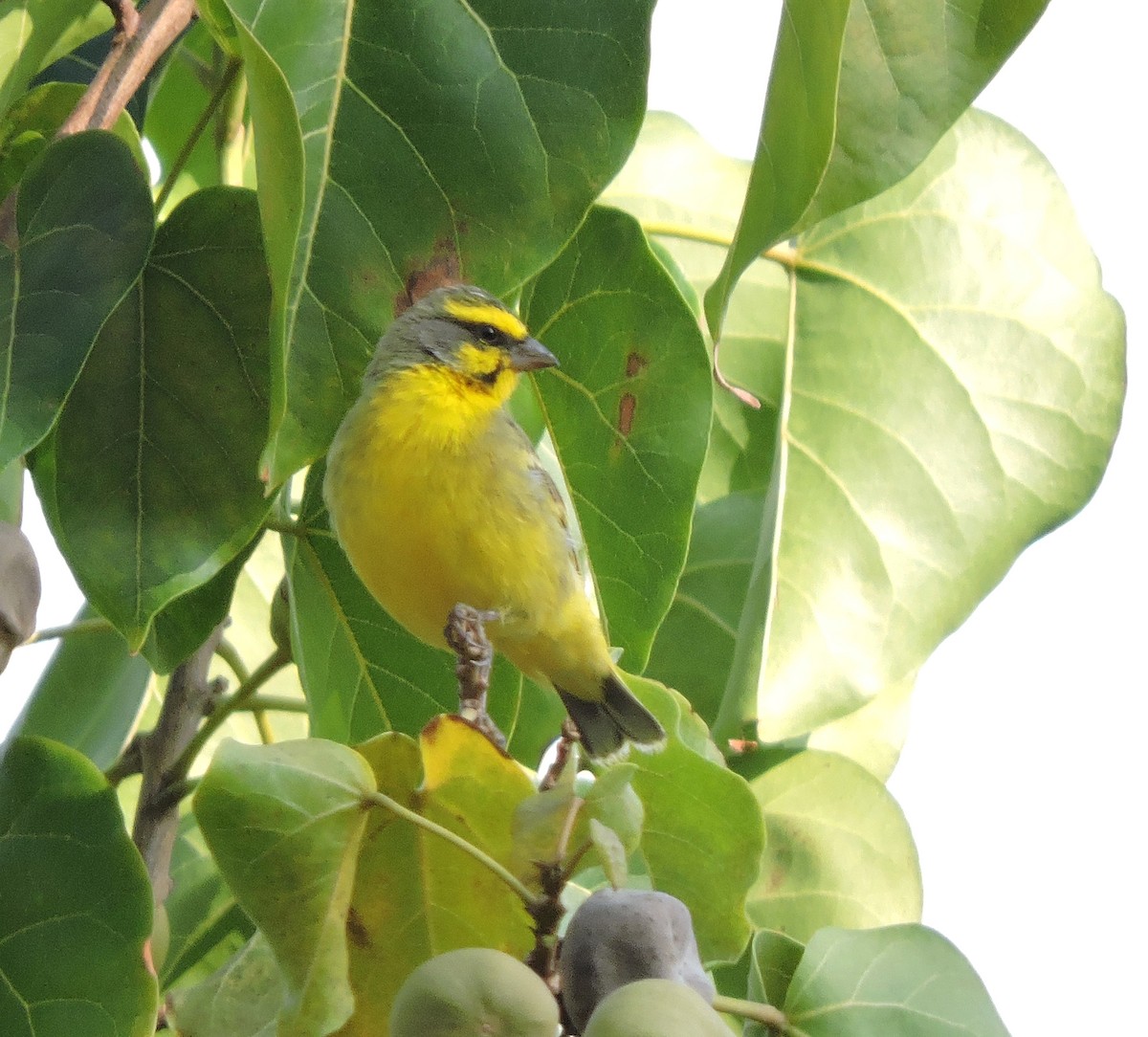 Yellow-fronted Canary - ML49197971