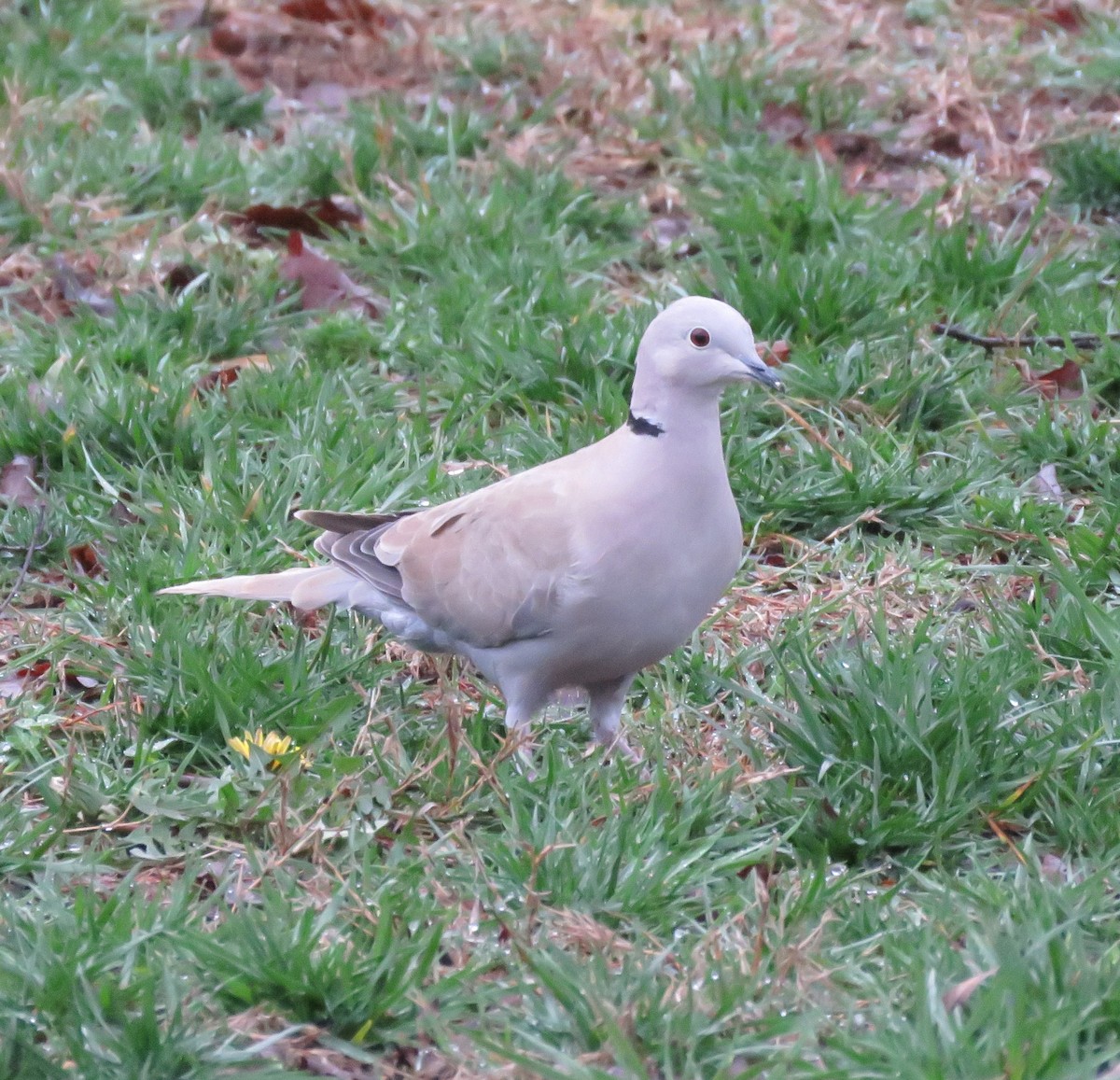Eurasian Collared-Dove - Rosemary Seidler