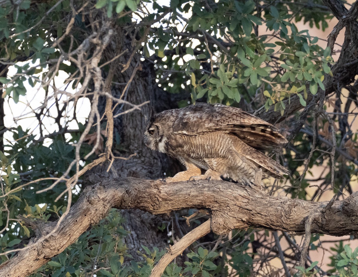 Great Horned Owl - ML491986941