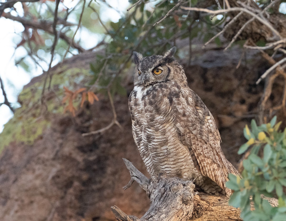 Great Horned Owl - ML491987481