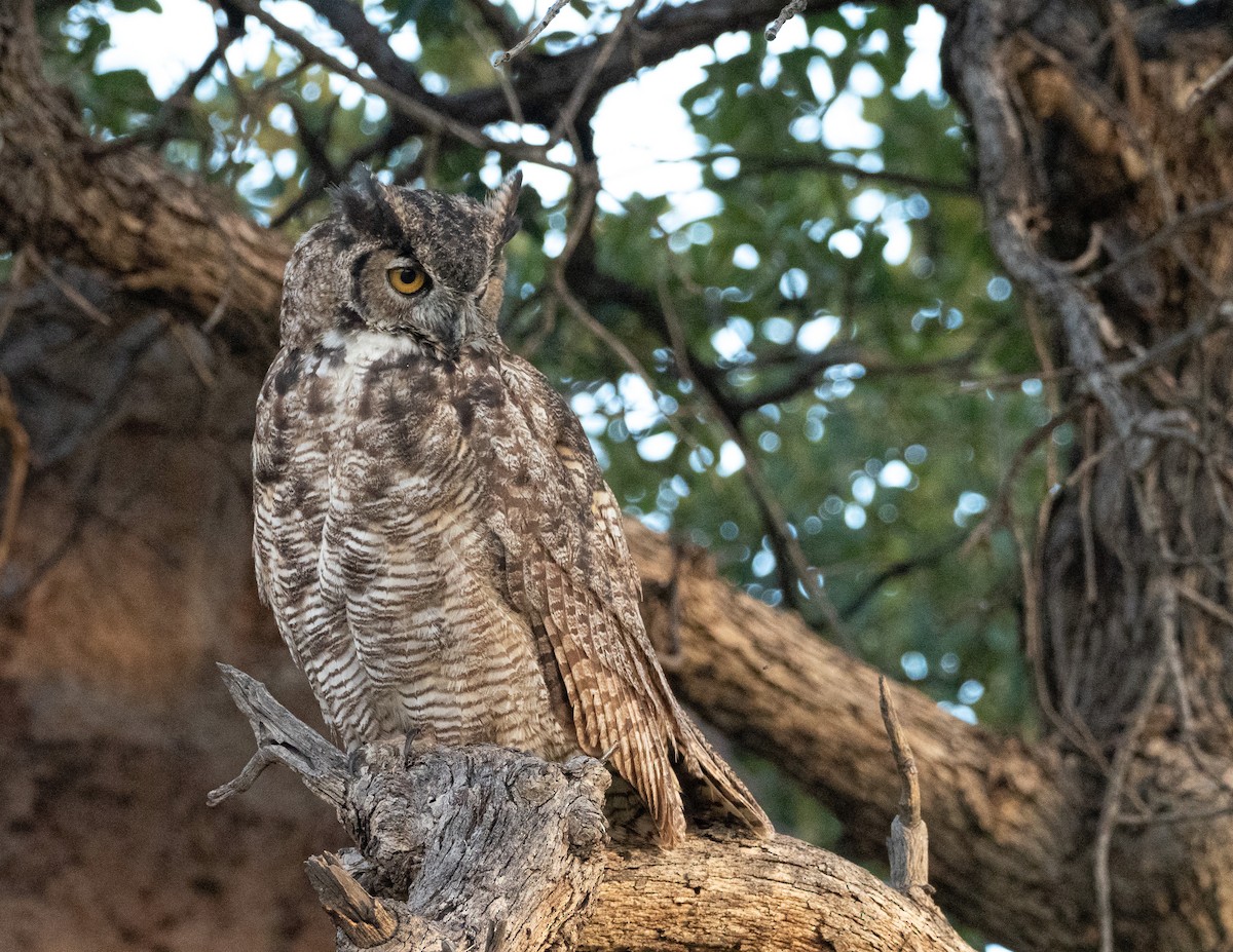 Great Horned Owl - ML491987551