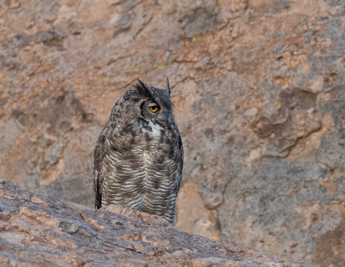 Great Horned Owl - ML491987741