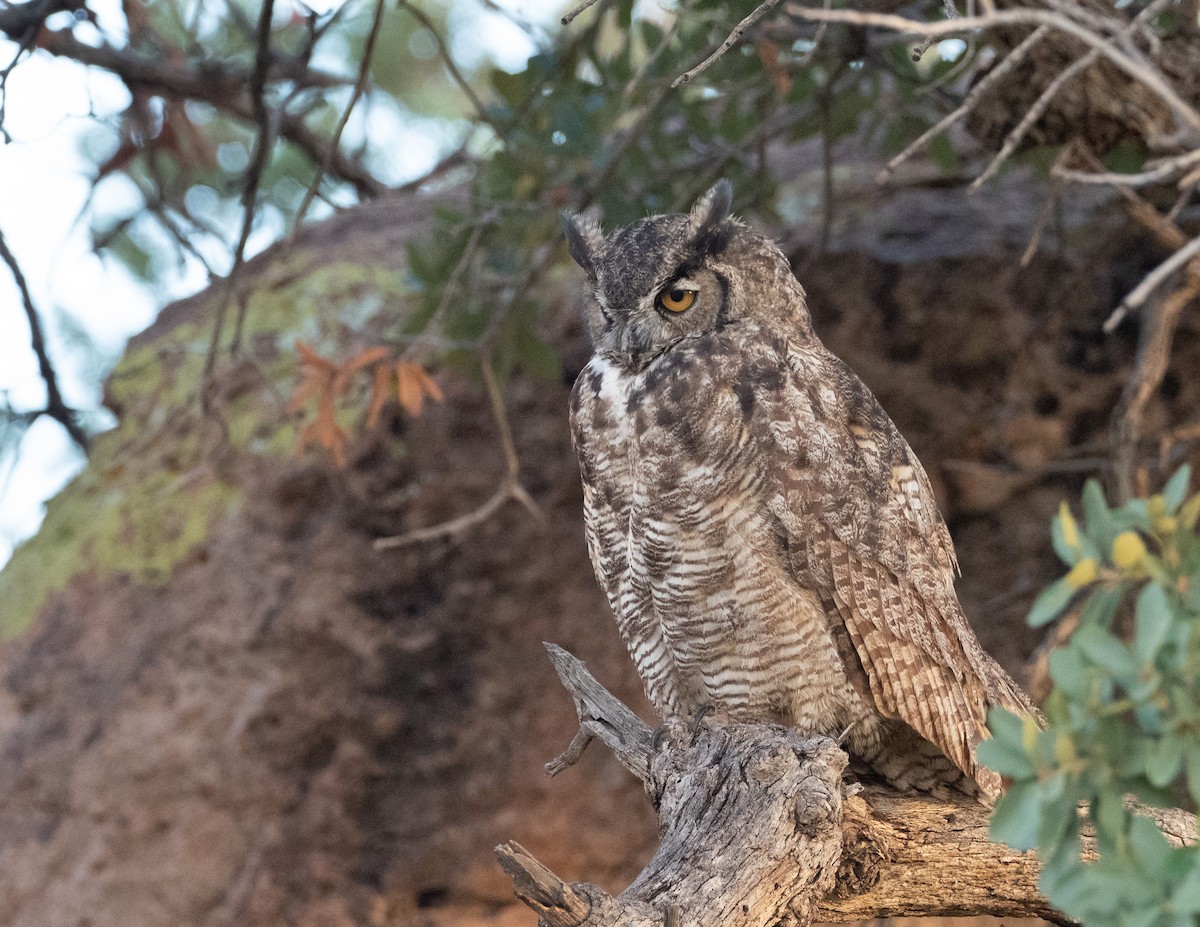 Great Horned Owl - ML491987911