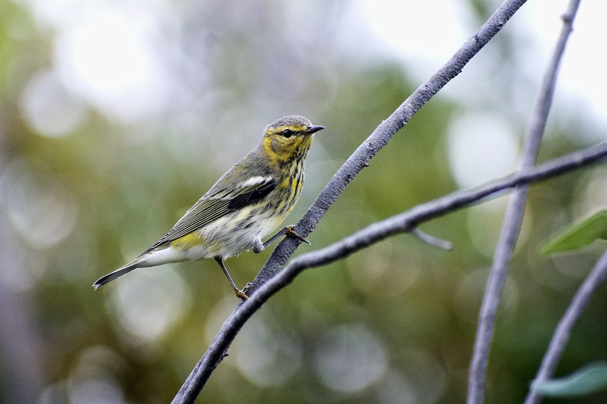 Cape May Warbler - ML491989441