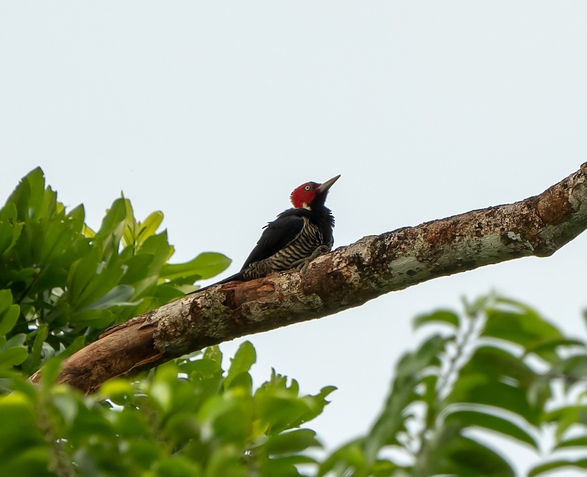 Pale-billed Woodpecker - ML491995471