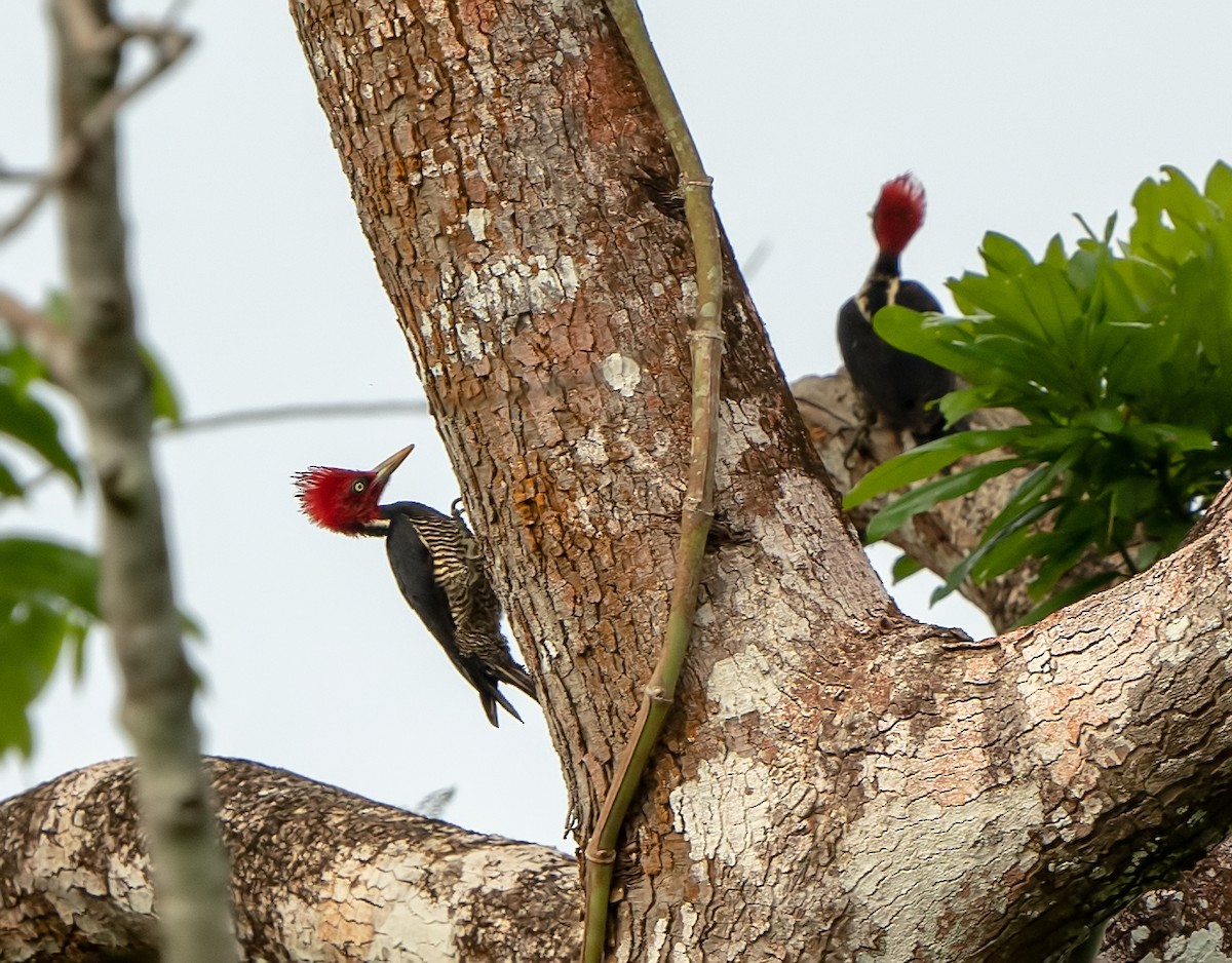 Pale-billed Woodpecker - ML491995481