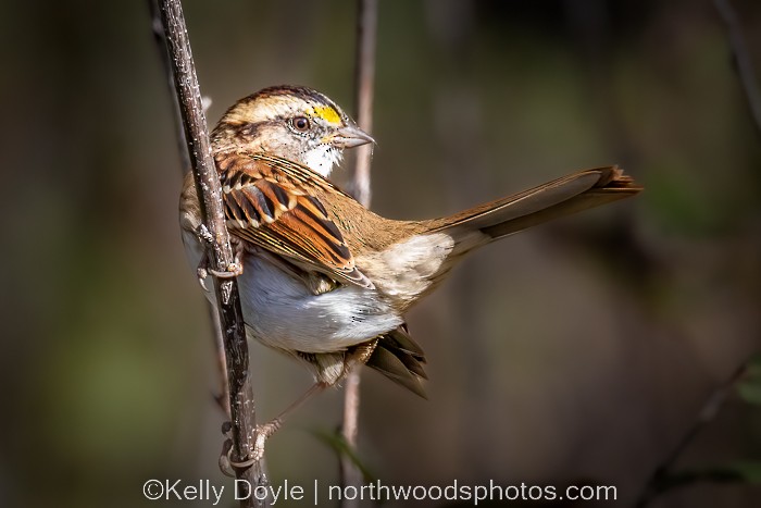 White-throated Sparrow - ML491995871