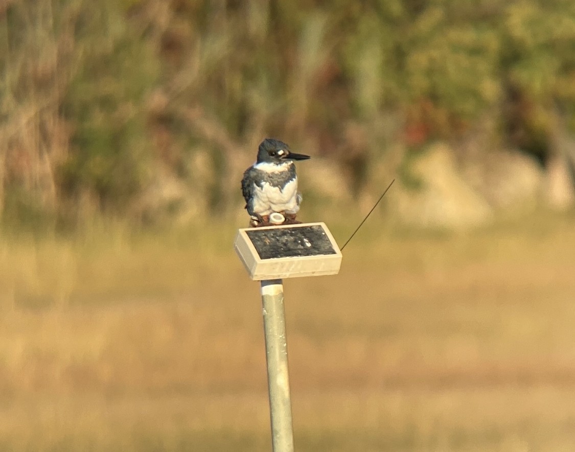 Belted Kingfisher - ML491996001