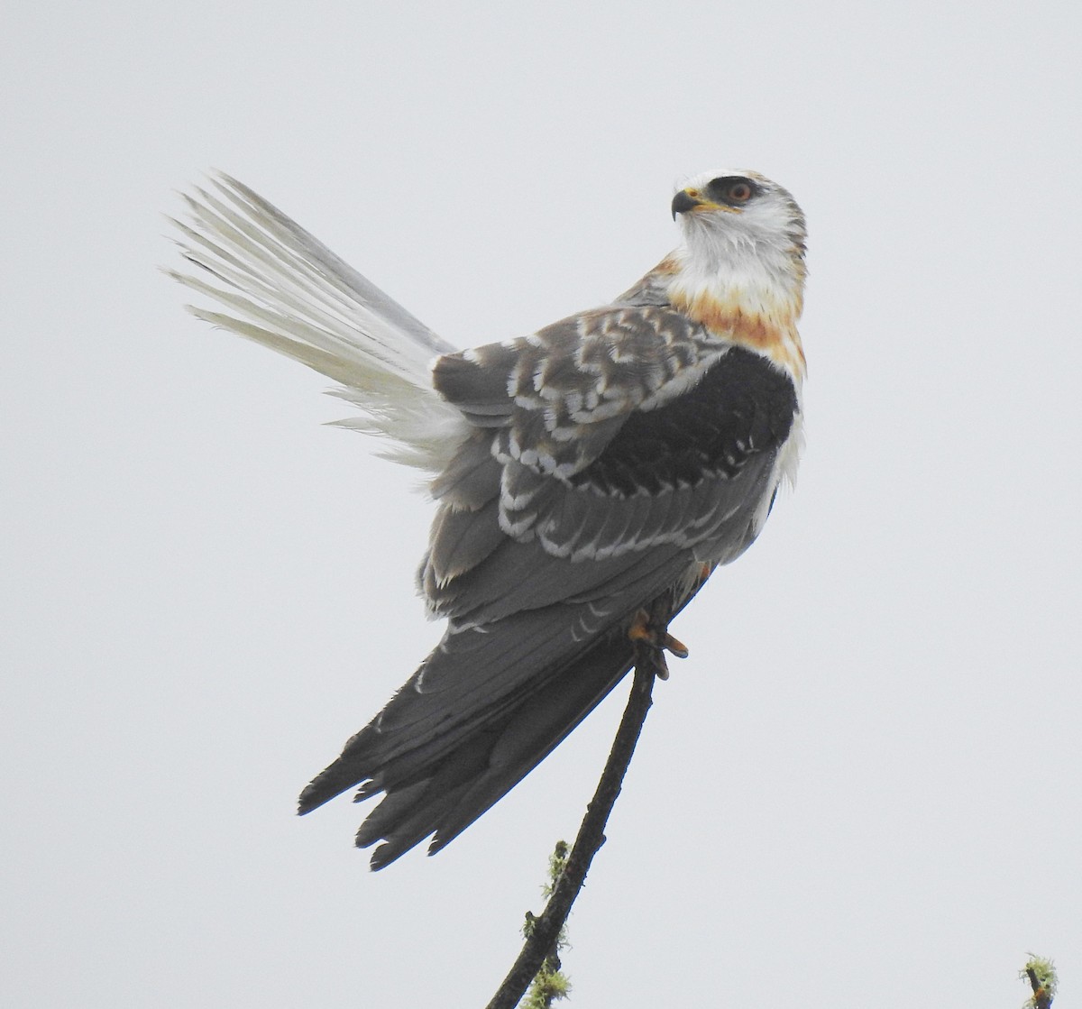 White-tailed Kite - Sarah Hobart