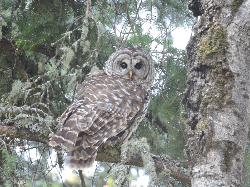 Barred Owl - Paul Brown