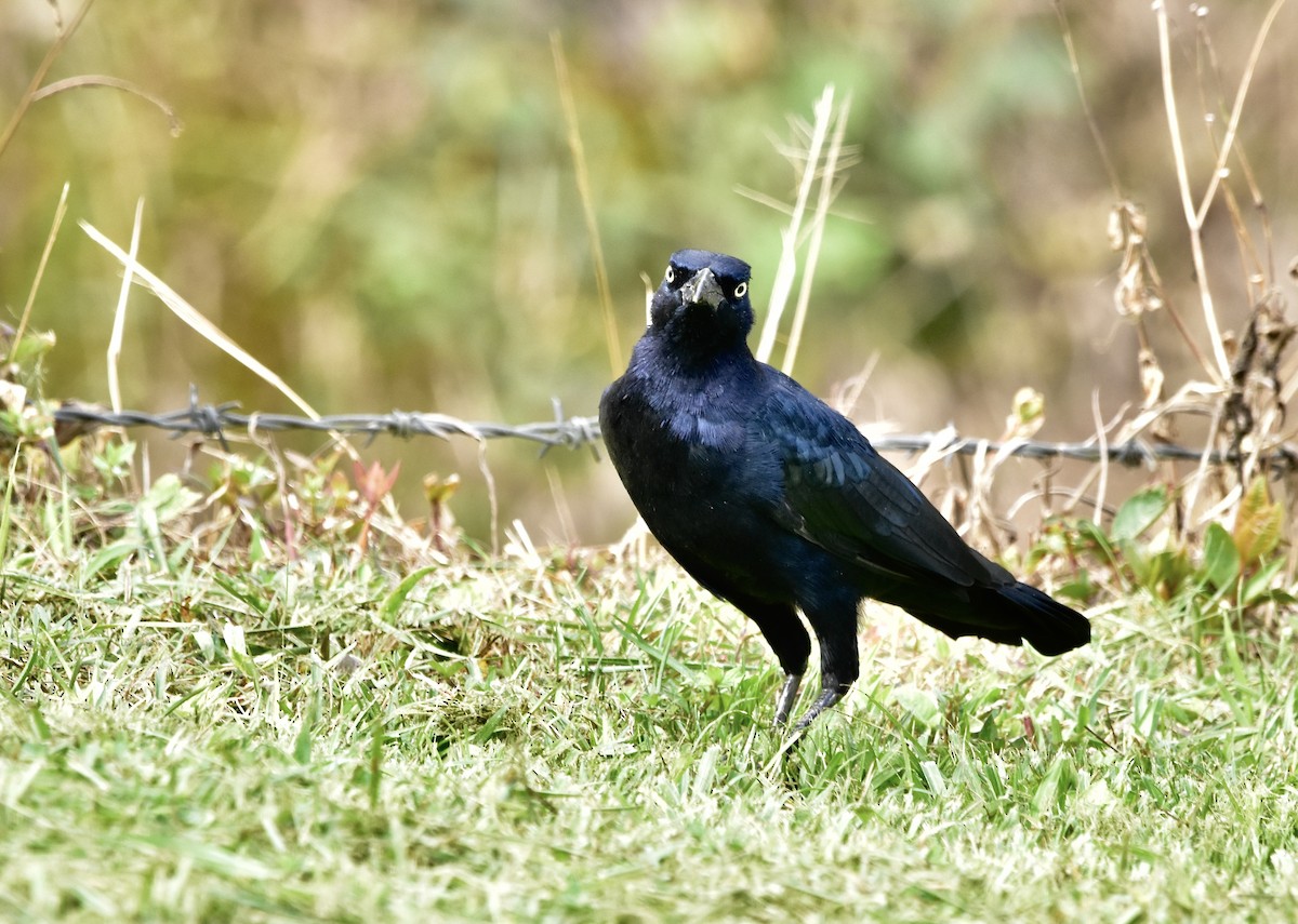 Great-tailed Grackle - ML492005751