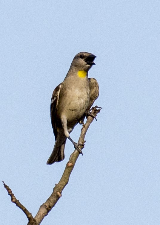 Yellow-throated Sparrow - Hemanth Byatroy