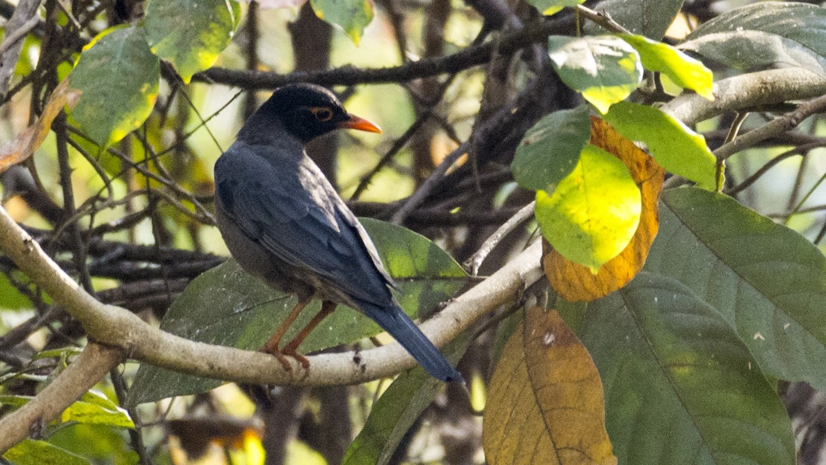 Indian Blackbird - Hemanth Byatroy