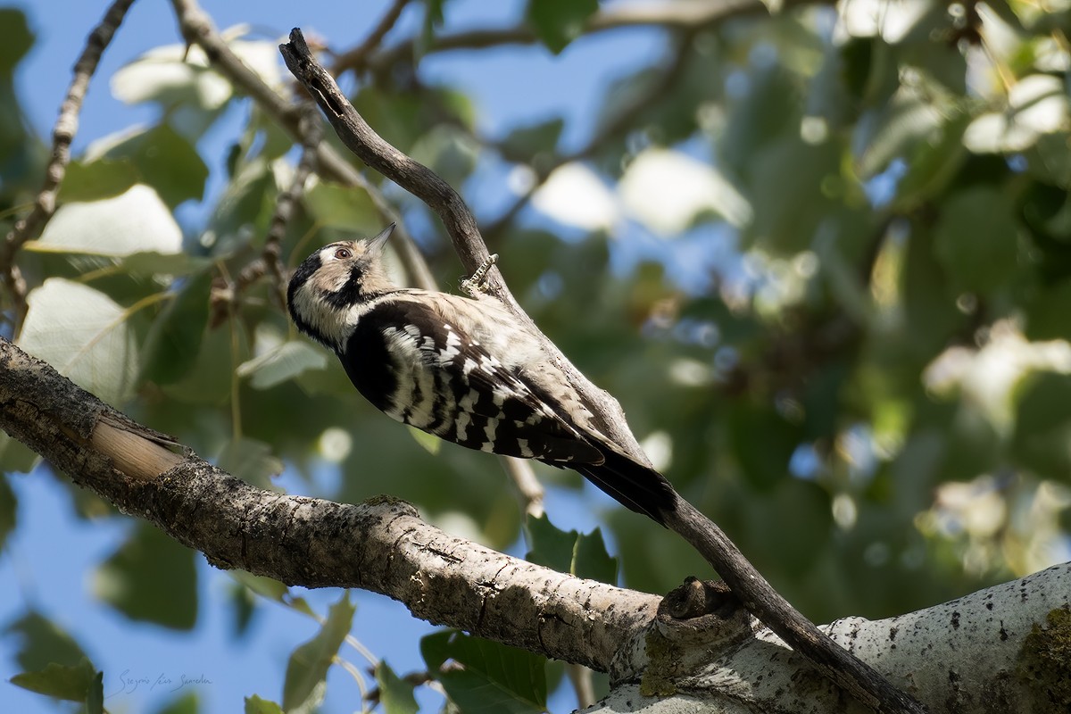 Lesser Spotted Woodpecker - ML492013331