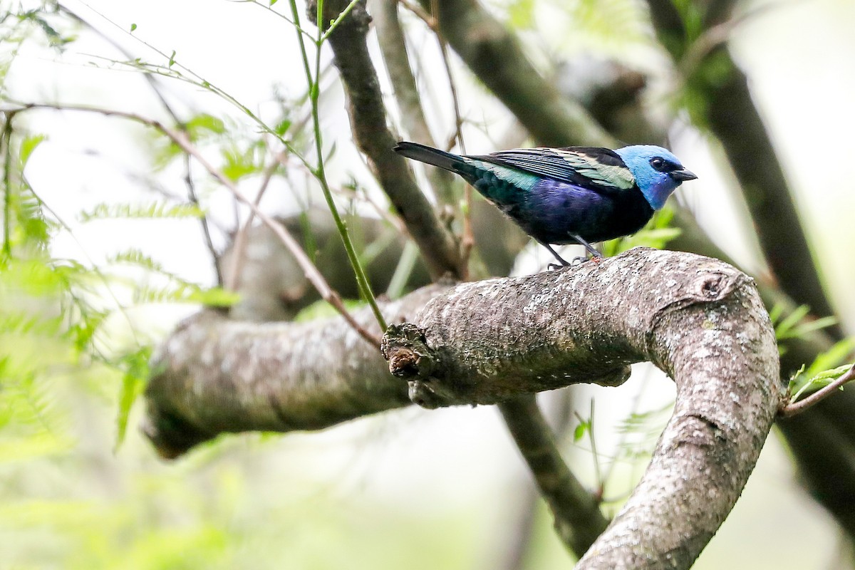 Blue-necked Tanager - ML492013501