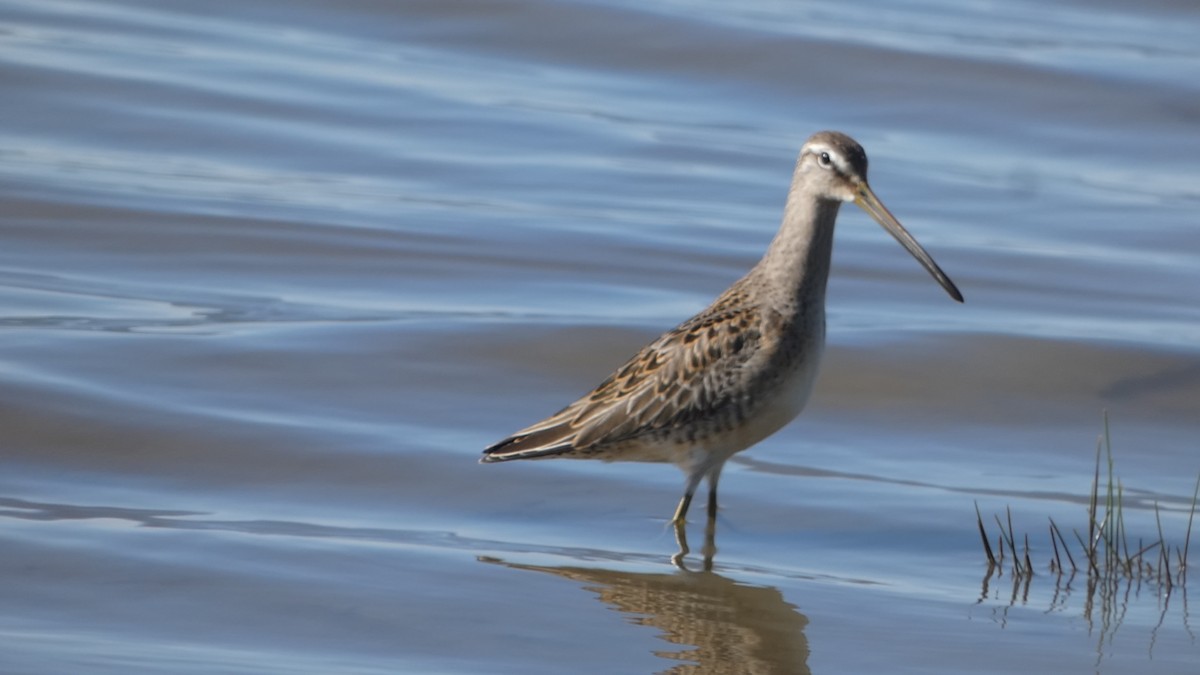 Long-billed Dowitcher - ML492022321