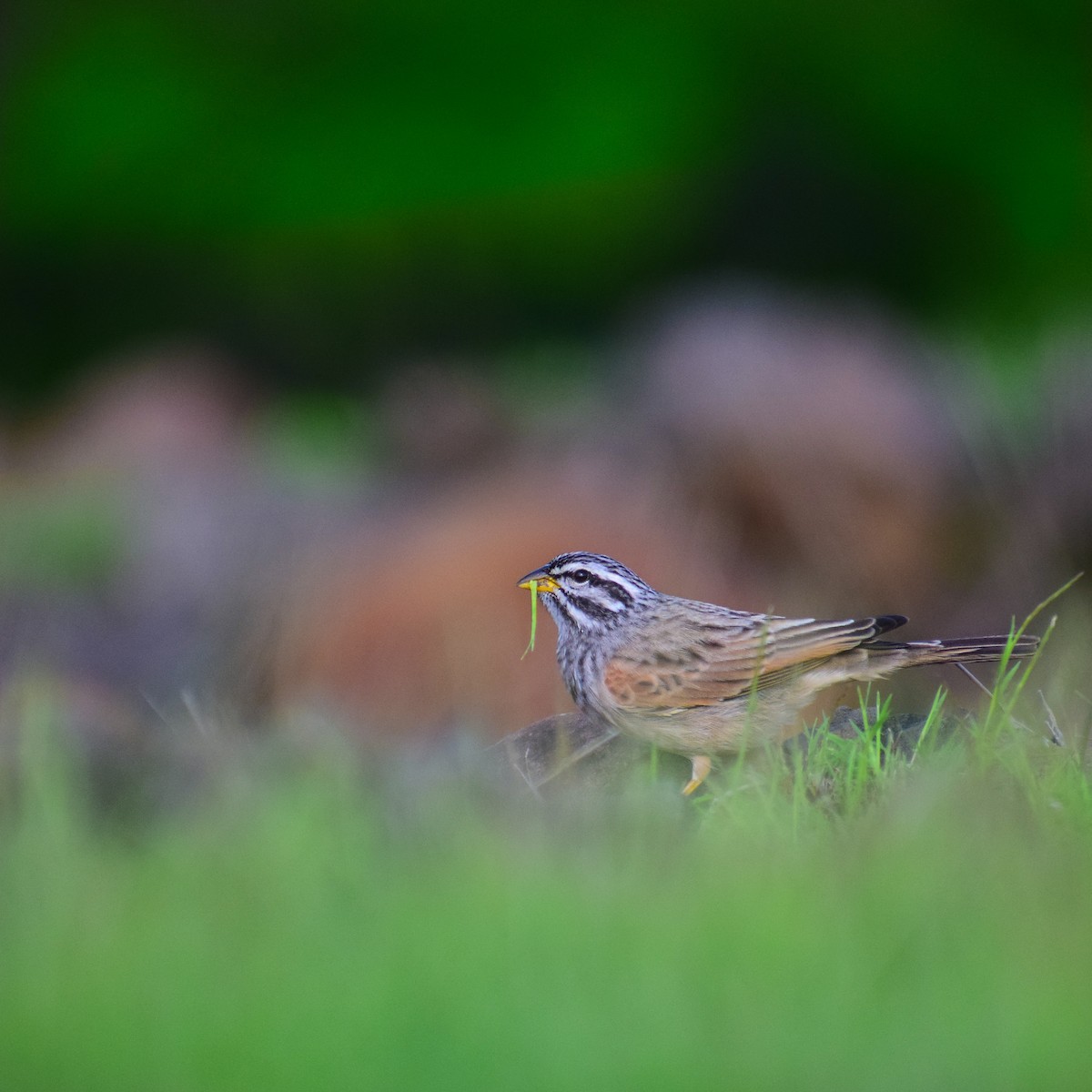 Striolated Bunting - ML492023341