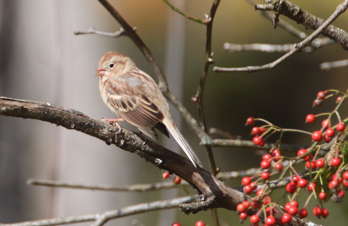 Field Sparrow - ML492024851
