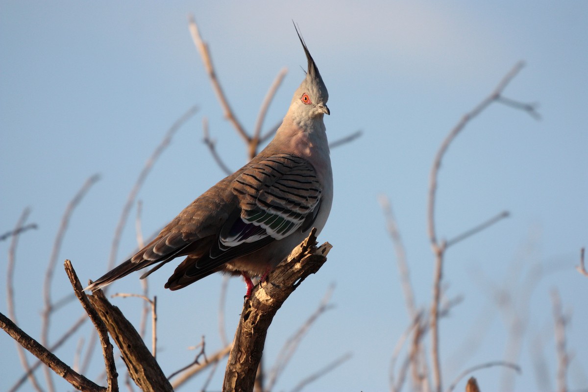 Crested Pigeon - Corey Callaghan