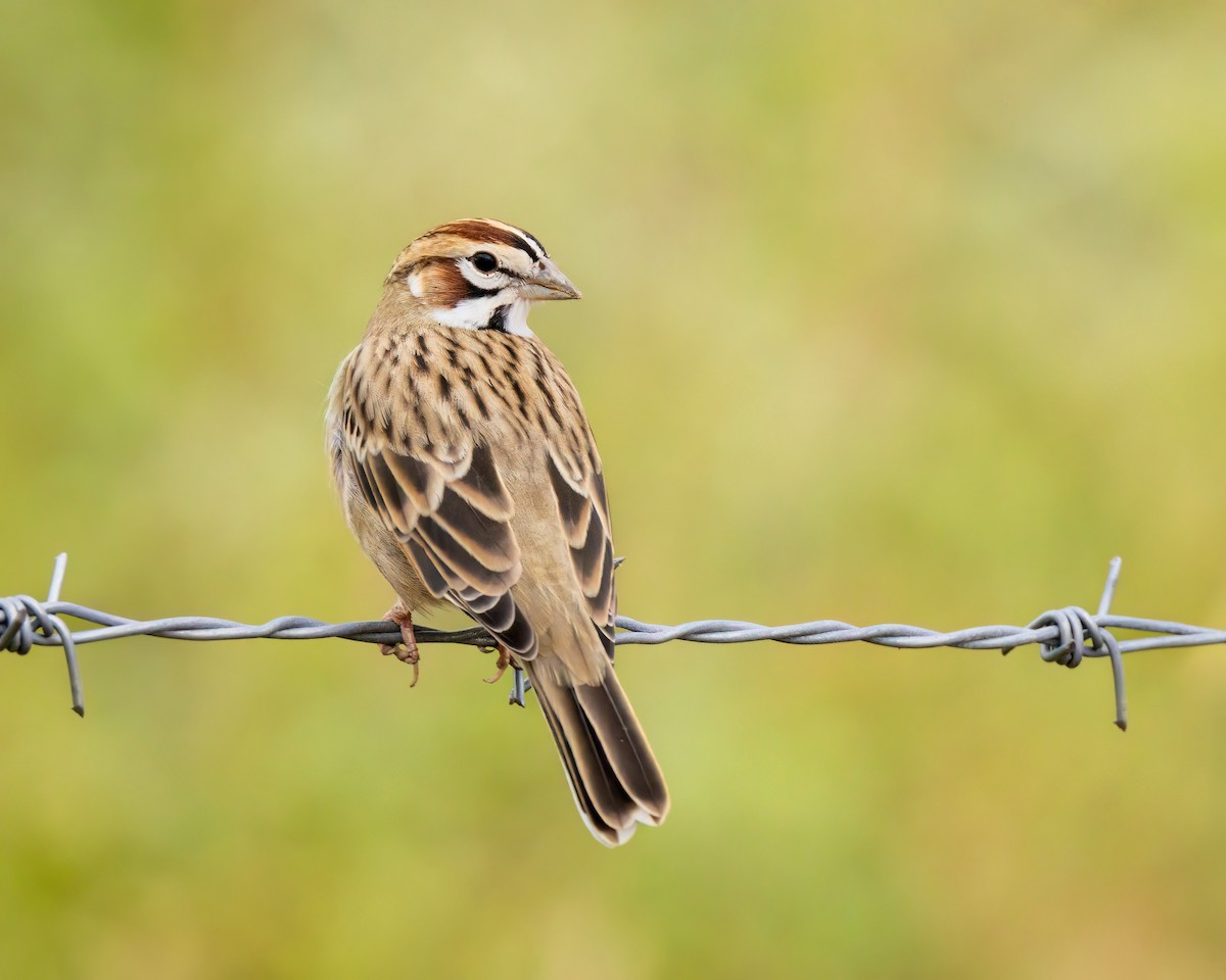 Lark Sparrow - Fernando Ortega