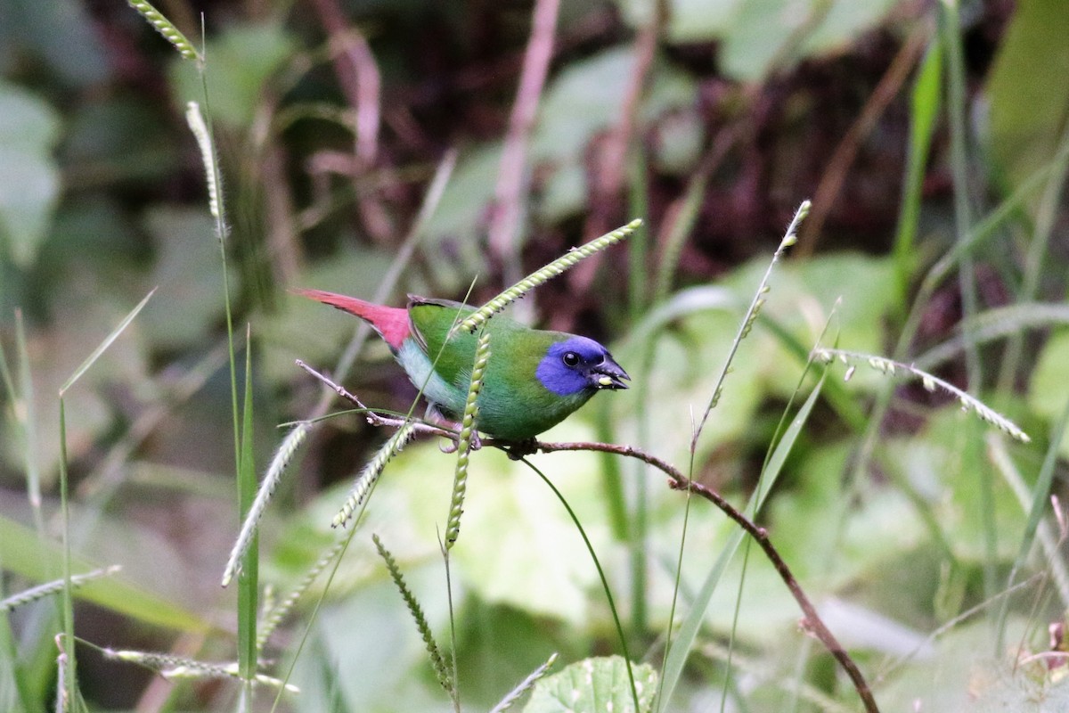 Blue-faced Parrotfinch - ML49203811