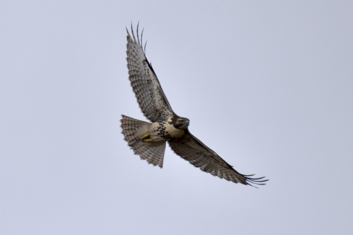 Red-tailed Hawk - ML492039921