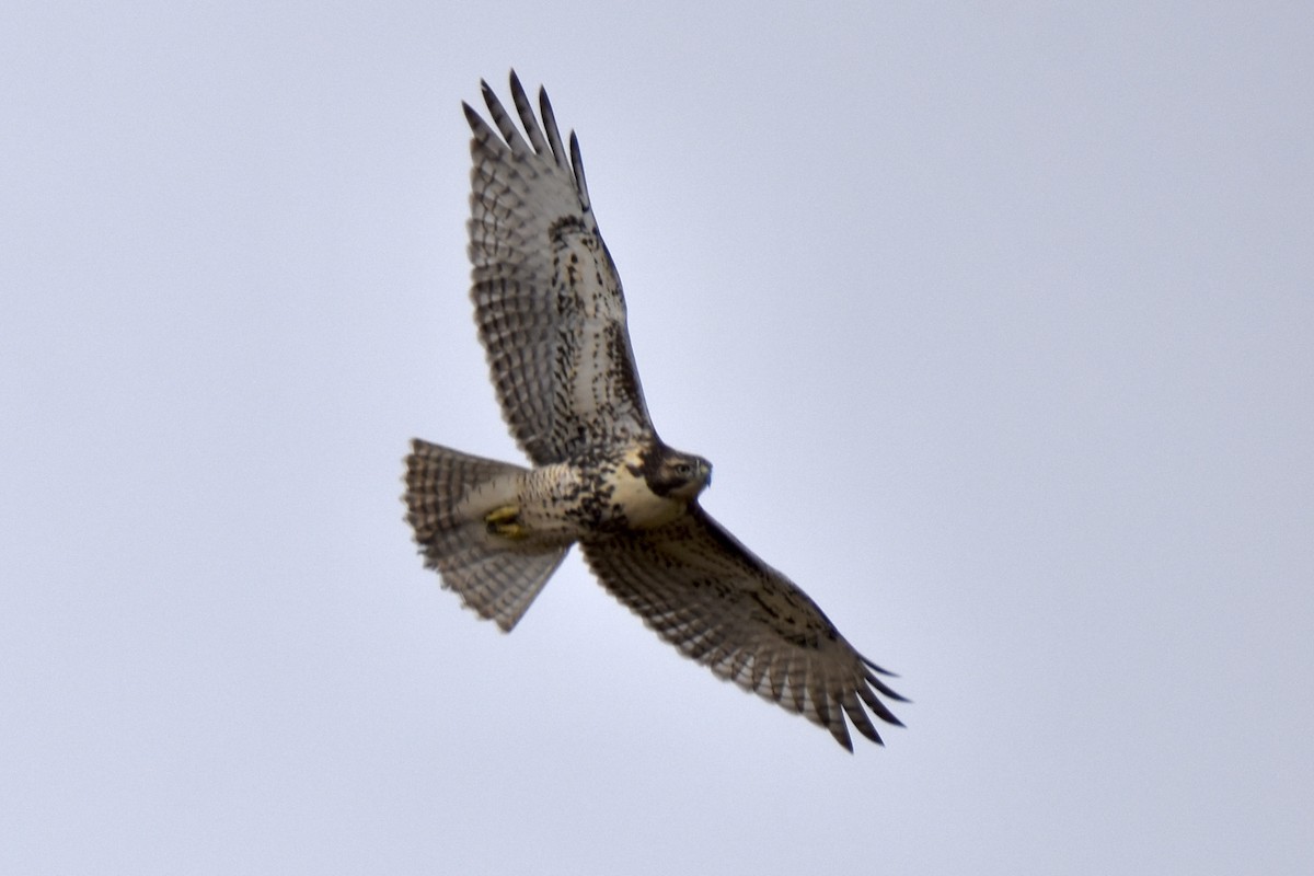 Red-tailed Hawk - ML492039931