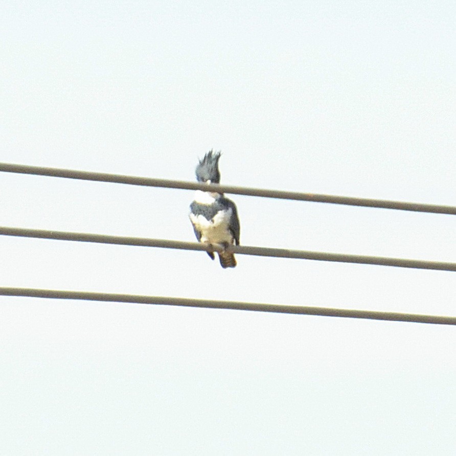 Belted Kingfisher - ML492042021