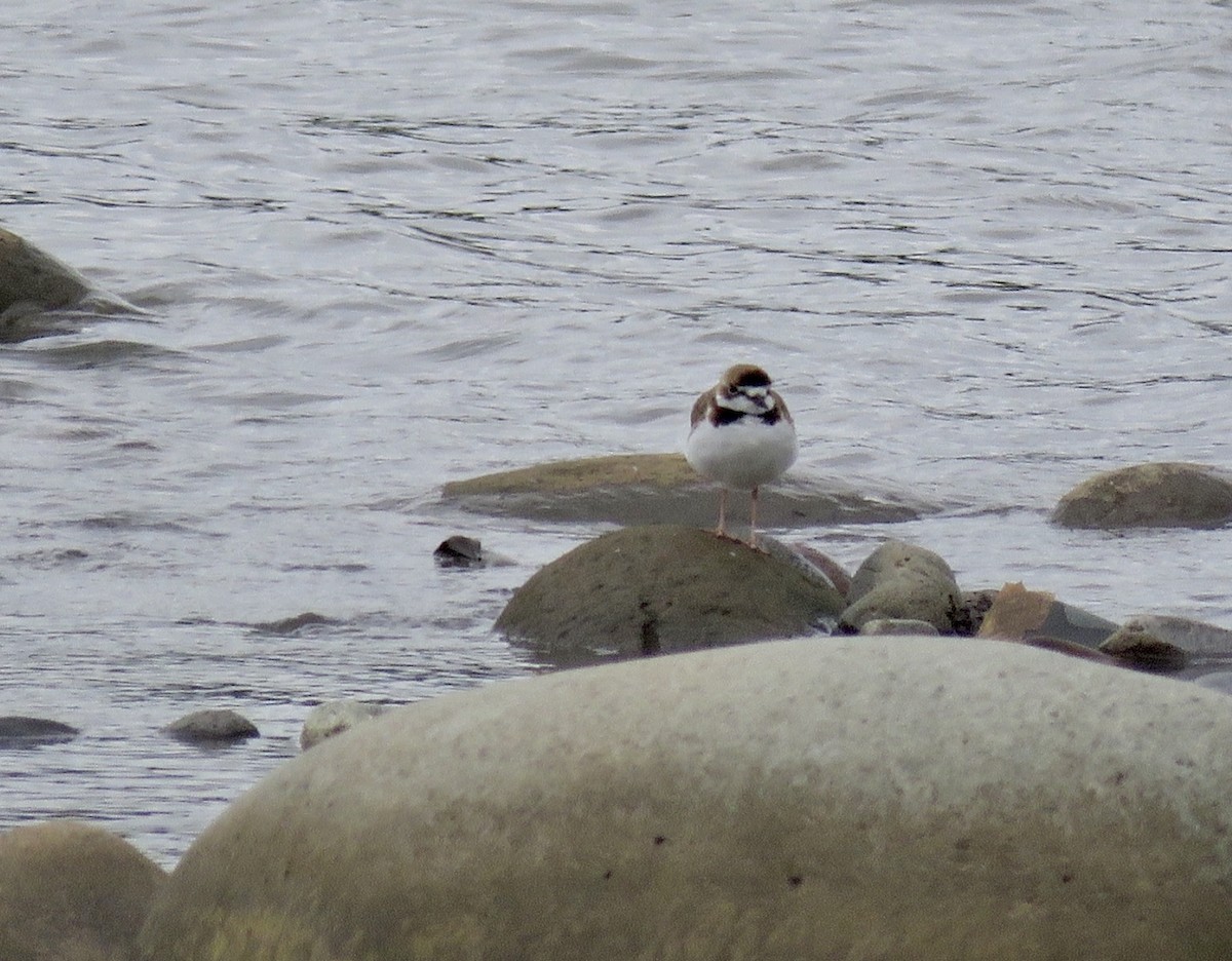Collared Plover - ML492043651