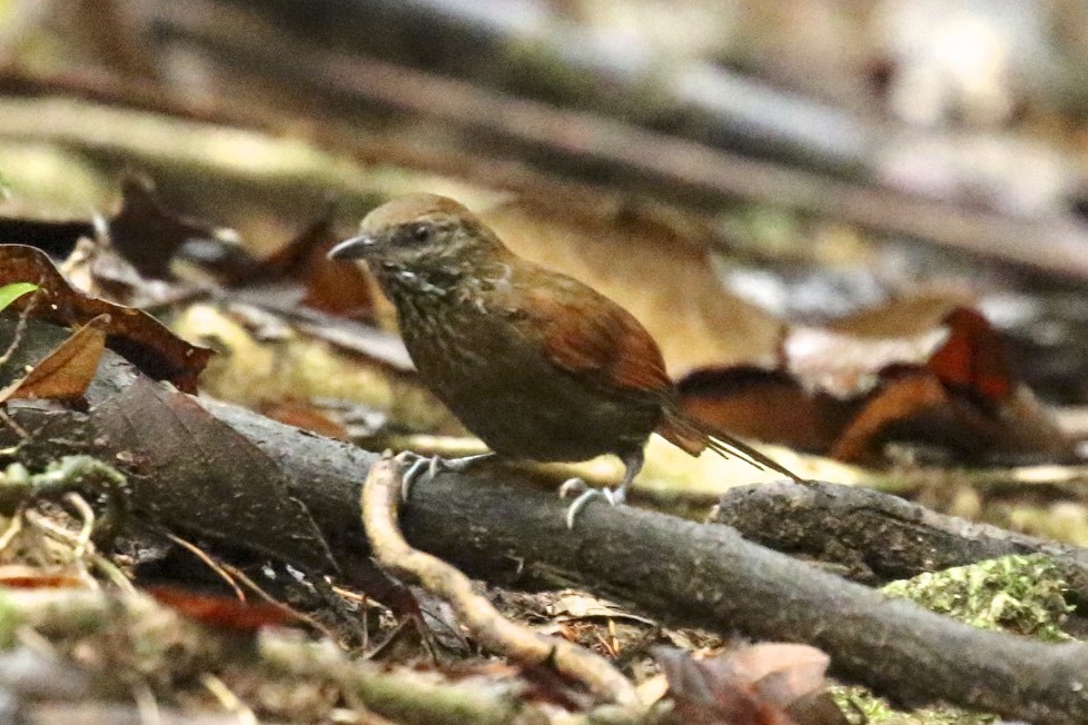 Stripe-breasted Spinetail - ML49205031