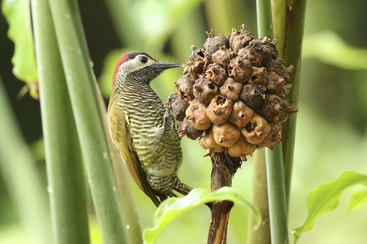 Golden-olive Woodpecker - ML49205091